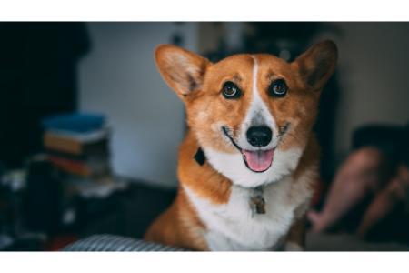 keltische hondennamen