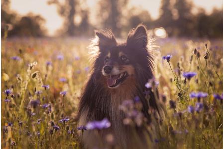 australische hondennamen