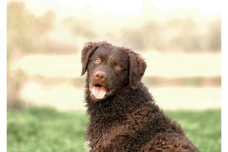 hondennamen met een e