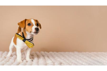 hondennamen met een i