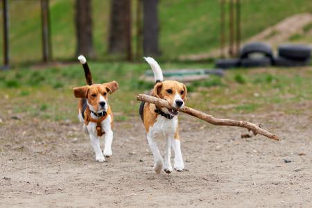 hondennamen met een s