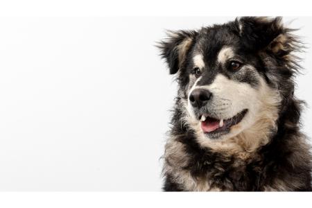 hondennamen met een w